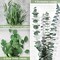 12Pcs Mixed Real Dried Eucalyptus Leaves Stems - Preserved Eucalyptus Branches, Silver Dollar Eucalyptus, Seeded Eucalyptus Bouquets for Vase Floral Arrangements Wedding Greenery Decor